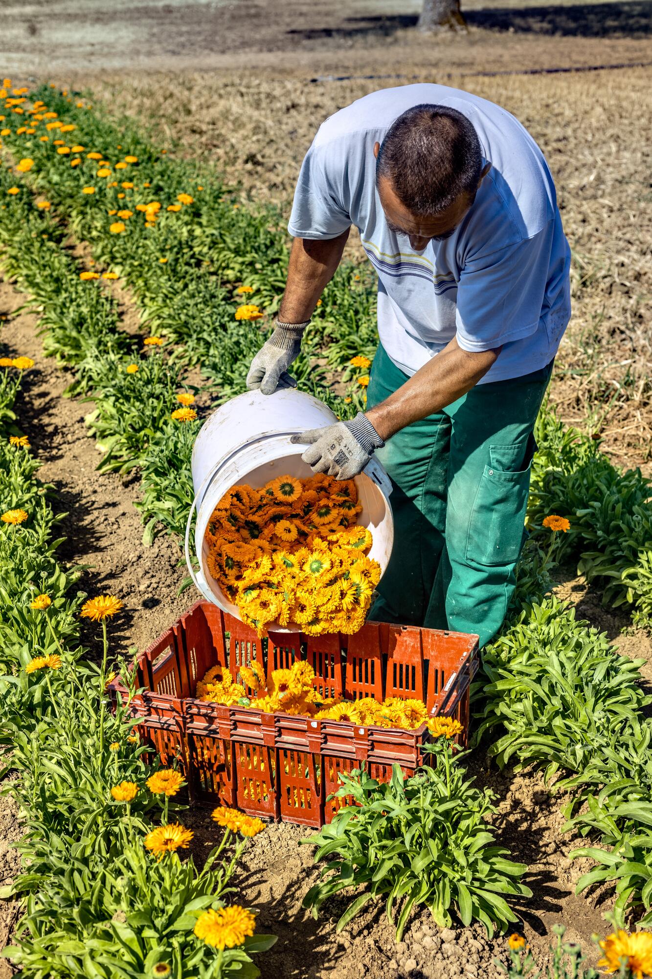 <span class="ezstring-field">kl_calendula_active-ingredient_field_plant_2019 -31- 367x460</span>